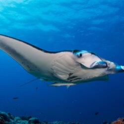 Manta (2)