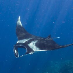 Manta4