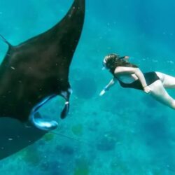 Snorkeling With Manta 2