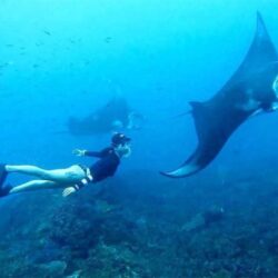 manta ray (2)