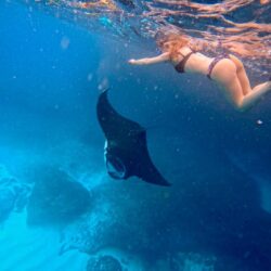 manta ray