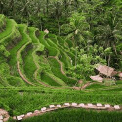 tegalalang Rice fields (2)